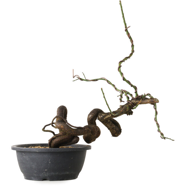 Prunus mume rosado, 42 cm, ± 15 años