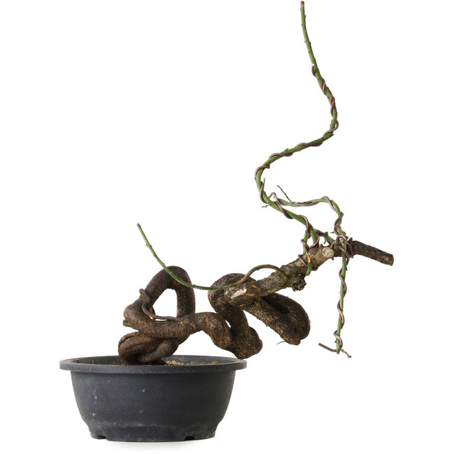 Prunus mume pink, 42 cm, ± 15 years old