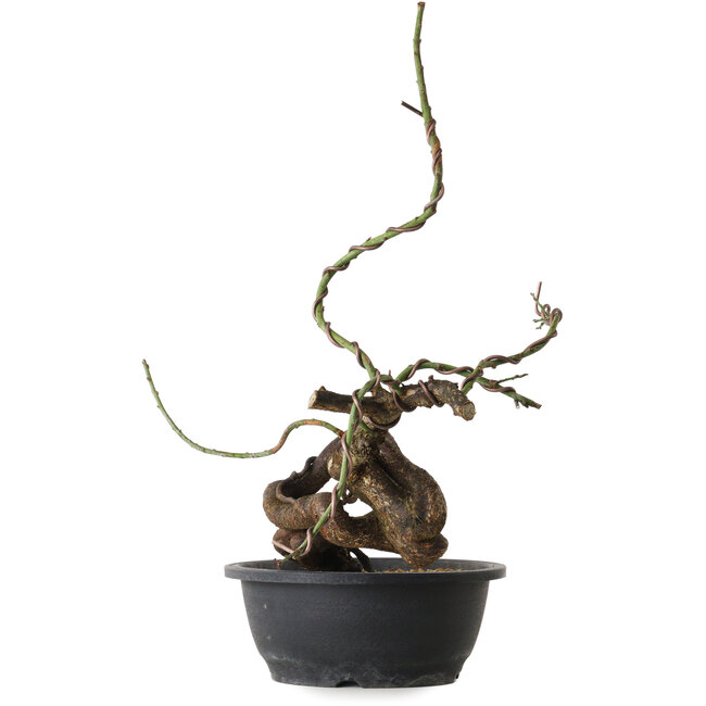 Prunus mume pink, 42 cm, ± 15 years old