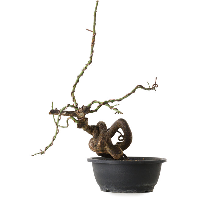 Prunus mume pink, 42 cm, ± 15 years old