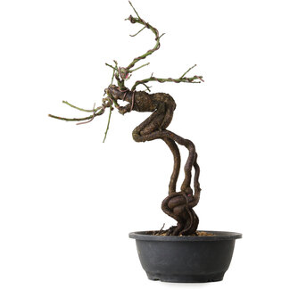 Prunus mume pink, 48 cm, ± 15 jaar oud