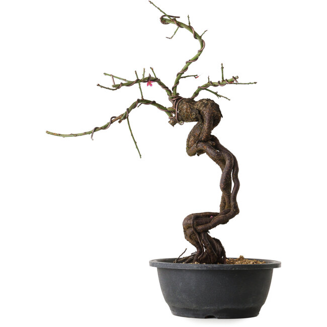 Prunus mume pink, 48 cm, ± 15 Jahre alt