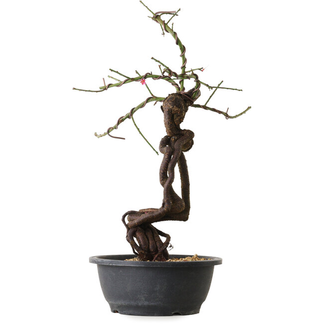 Prunus mume rosado, 48 cm, ± 15 años