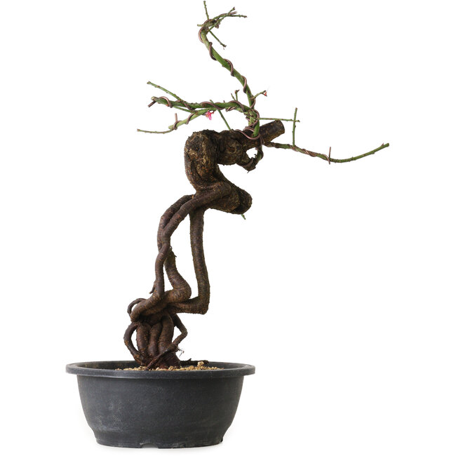 Prunus mume pink, 48 cm, ± 15 jaar oud