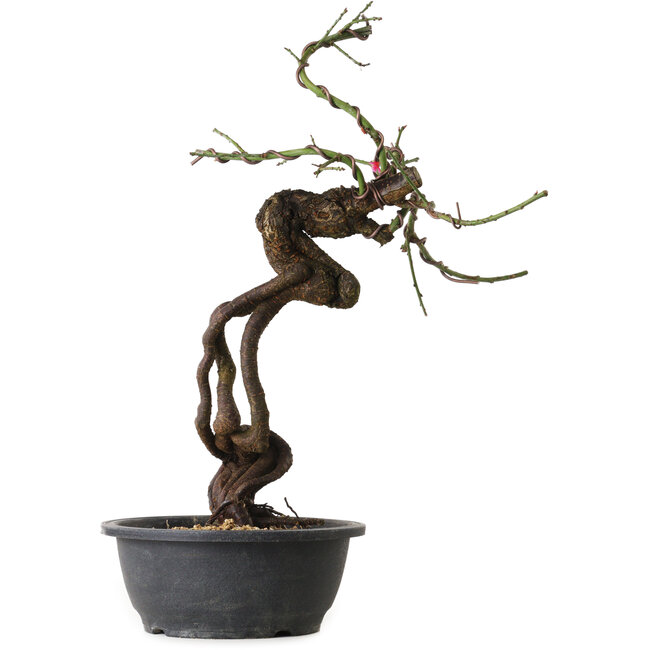 Prunus mume pink, 48 cm, ± 15 years old