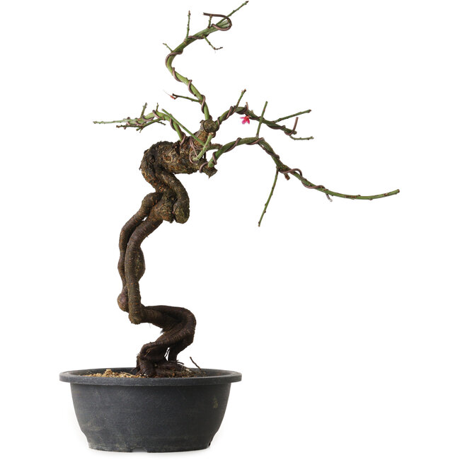Prunus mume rosado, 48 cm, ± 15 años