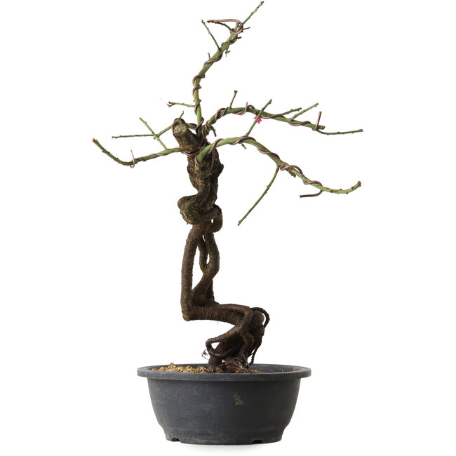 Prunus mume pink, 48 cm, ± 15 years old