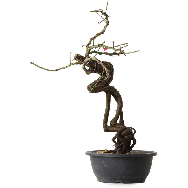 Prunus mume rosado, 48 cm, ± 15 años