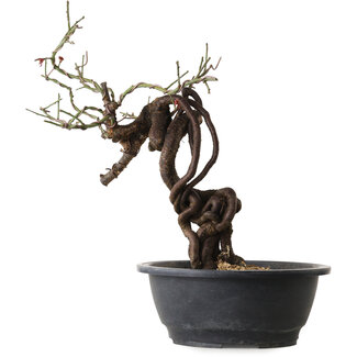 Prunus mume rosa, 41 cm, ± 15 anni