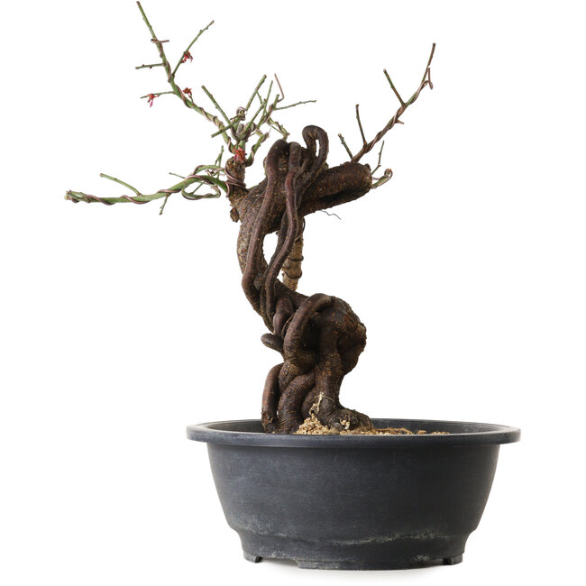 Prunus mume pink, 41 cm, ± 15 years old