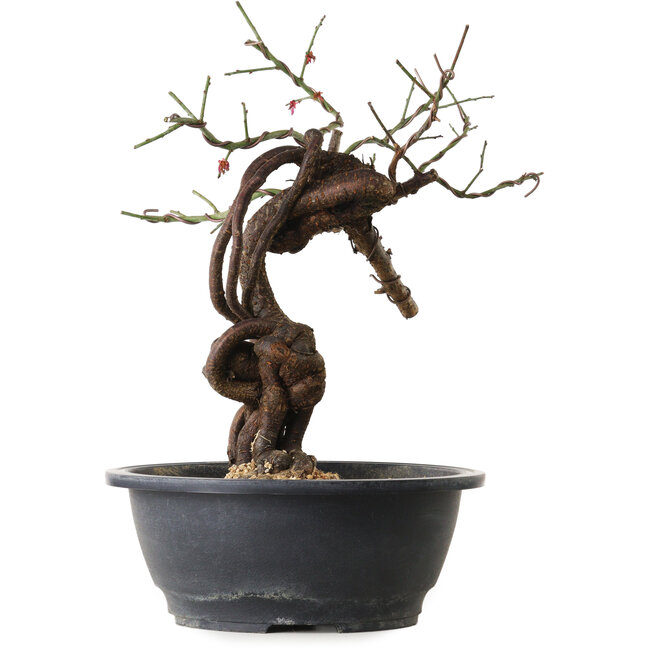 Prunus mume pink, 41 cm, ± 15 jaar oud