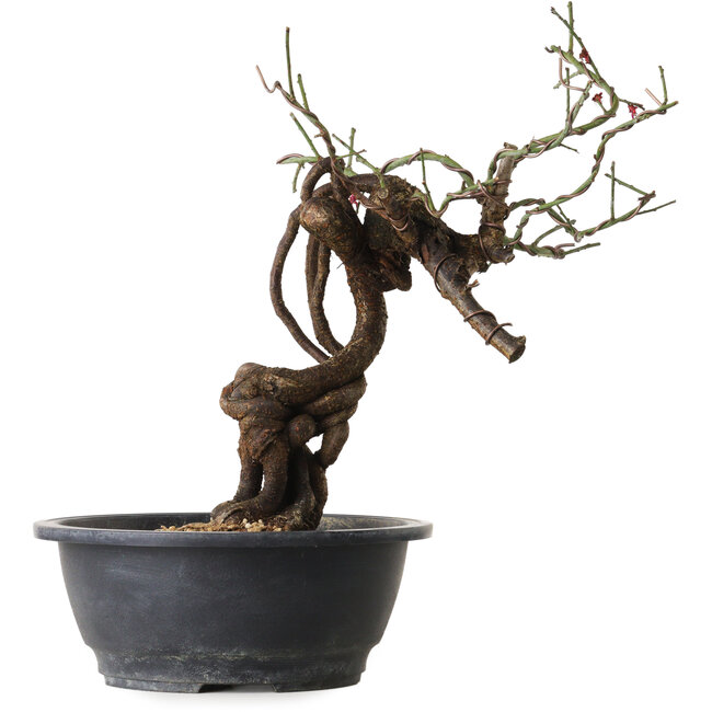 Prunus mume pink, 41 cm, ± 15 jaar oud