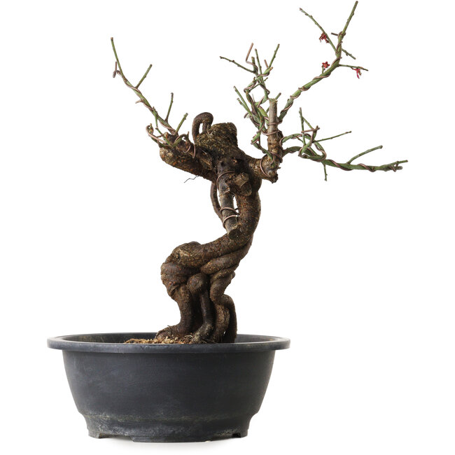 Prunus mume pink, 41 cm, ± 15 jaar oud