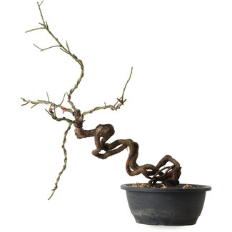 Prunus mume pink, 58 cm, ± 15 Jahre alt