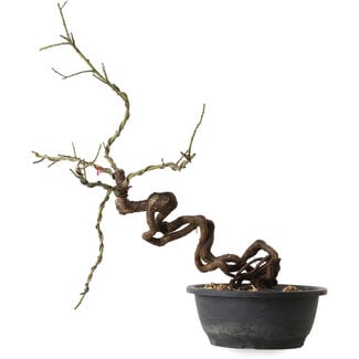 Prunus mume pink, 58 cm, ± 15 years old