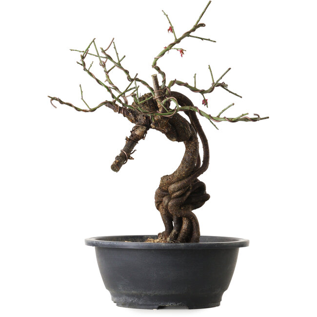 Prunus mume rosado, 41 cm, ± 15 años