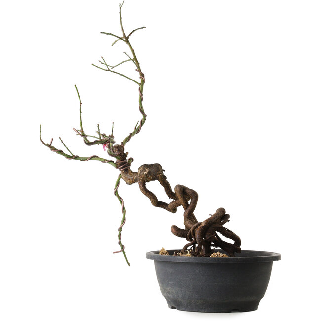 Prunus mume pink, 58 cm, ± 15 Jahre alt