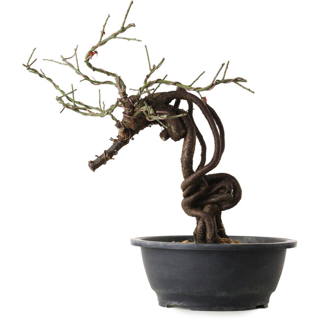 Prunus mume pink, 41 cm, ± 15 years old