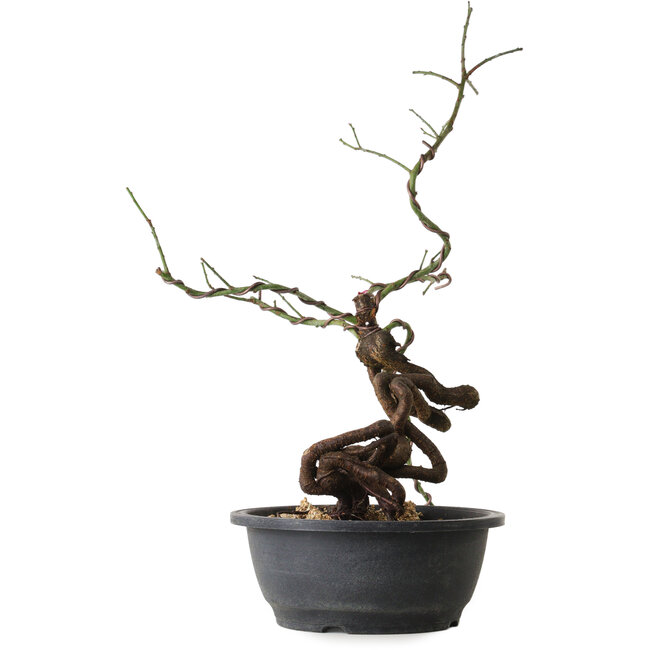 Prunus mume rosado, 58 cm, ± 15 años