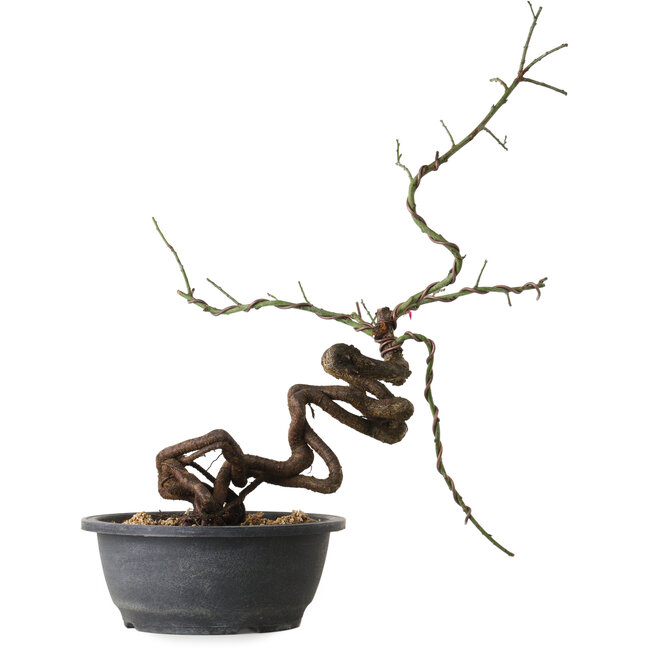 Prunus mume pink, 58 cm, ± 15 years old