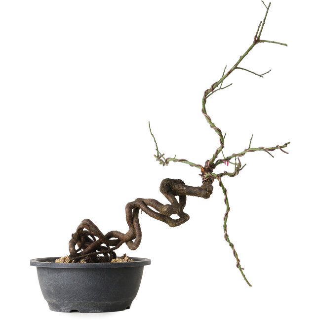 Prunus mume rosado, 58 cm, ± 15 años