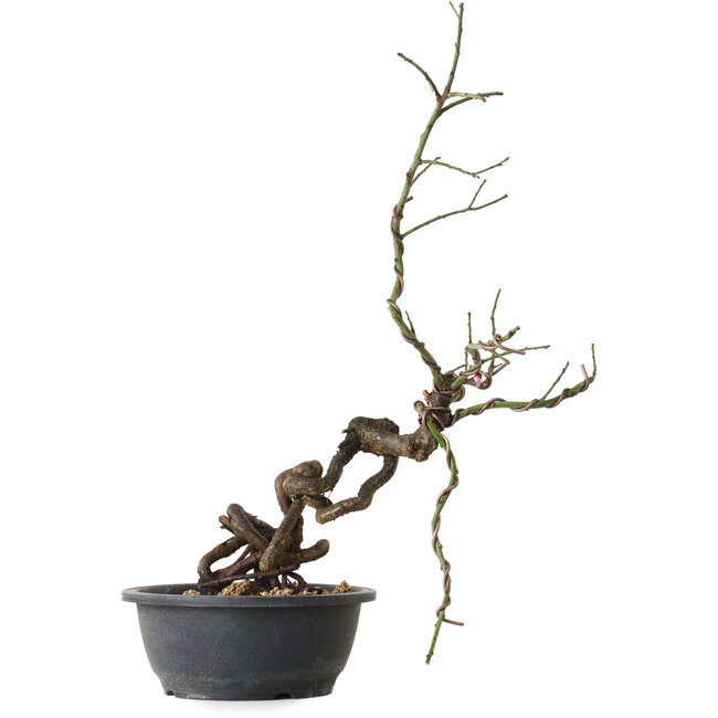 Prunus mume pink, 58 cm, ± 15 Jahre alt