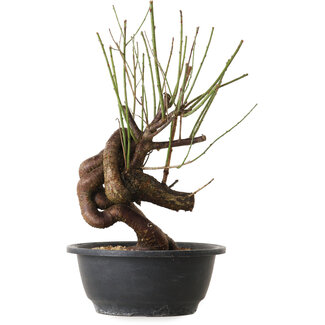 Prunus mume rose, 30 cm, ± 15 ans