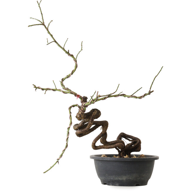 Prunus mume pink, 58 cm, ± 15 years old