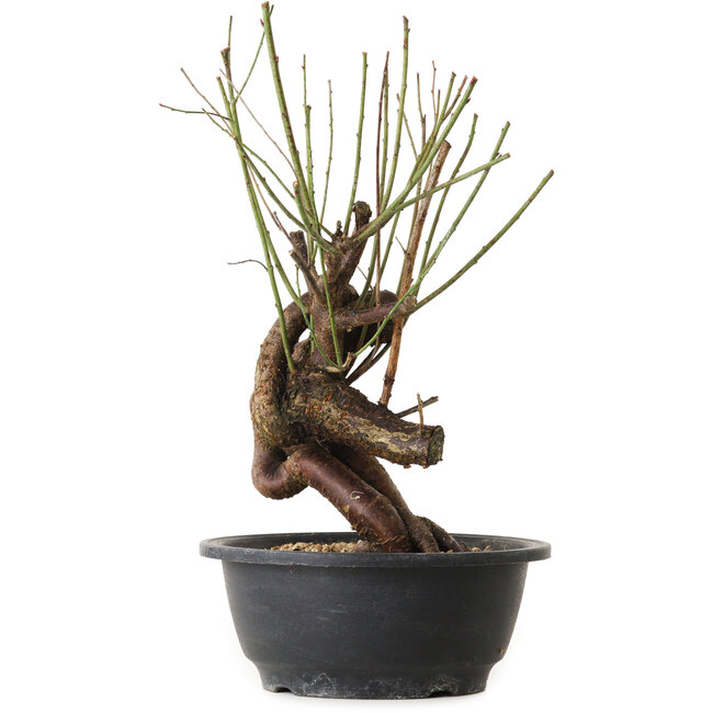 Prunus mume rosado, 30 cm, ± 15 años