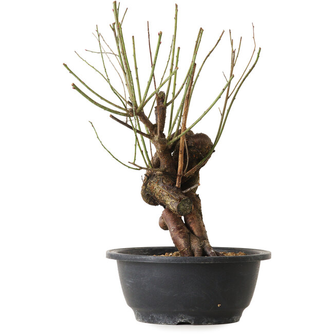 Prunus mume pink, 30 cm, ± 15 jaar oud