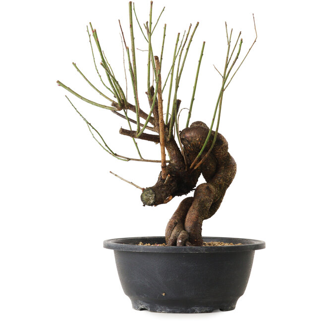 Prunus mume rose, 30 cm, ± 15 ans