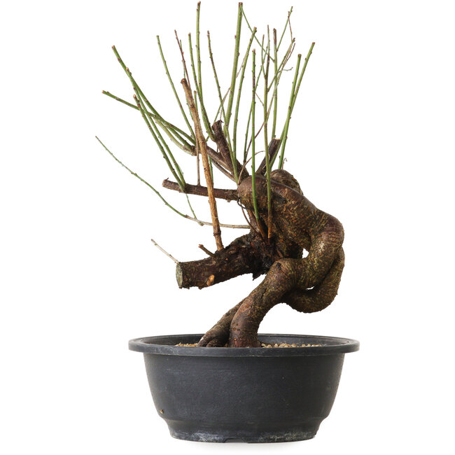 Prunus mume rosado, 30 cm, ± 15 años