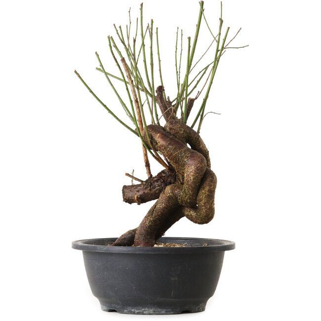 Prunus mume pink, 30 cm, ± 15 years old