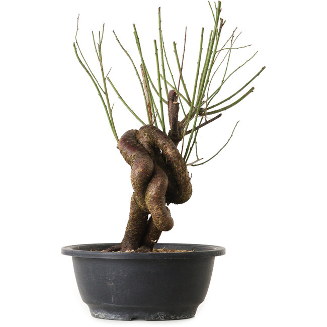 Prunus mume rosa, 30 cm, ± 15 anni