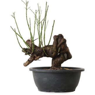 Prunus mume pink, 27 cm, ± 15 Jahre alt