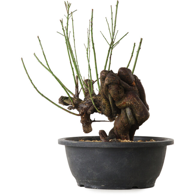 Prunus mume rosado, 27 cm, ± 15 años