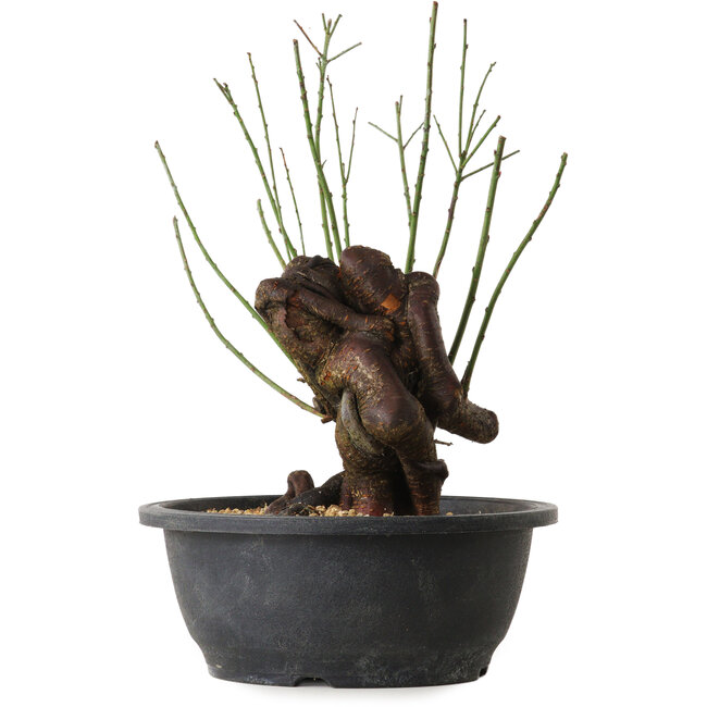 Prunus mume pink, 27 cm, ± 15 jaar oud