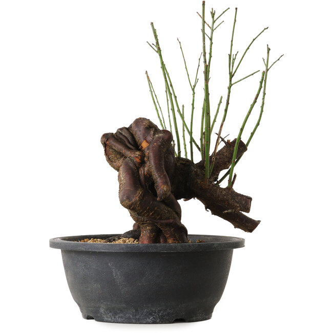 Prunus mume rosado, 27 cm, ± 15 años