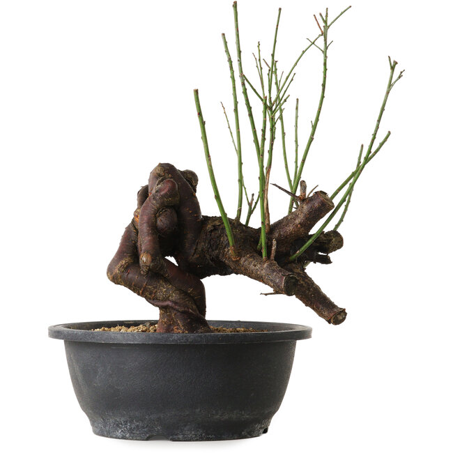 Prunus mume rosado, 27 cm, ± 15 años