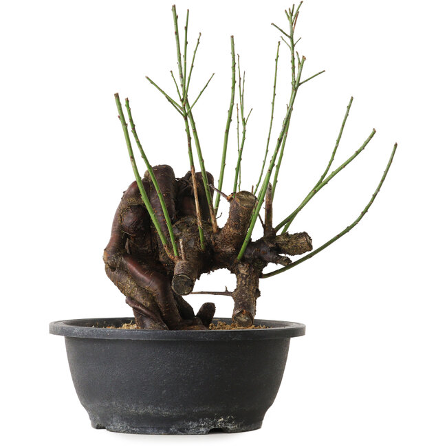 Prunus mume pink, 27 cm, ± 15 jaar oud