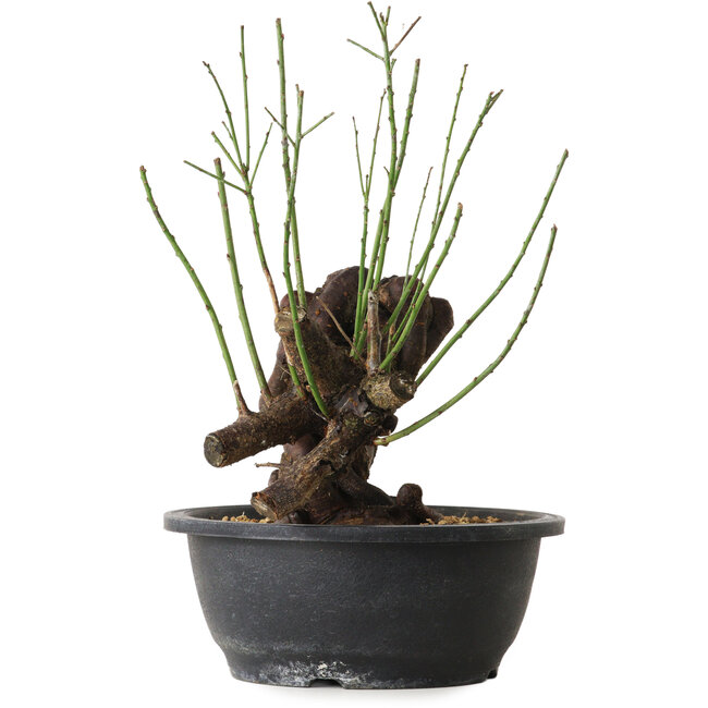 Prunus mume pink, 27 cm, ± 15 jaar oud