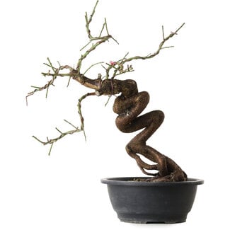 Prunus mume rosado, 43 cm, ± 15 años