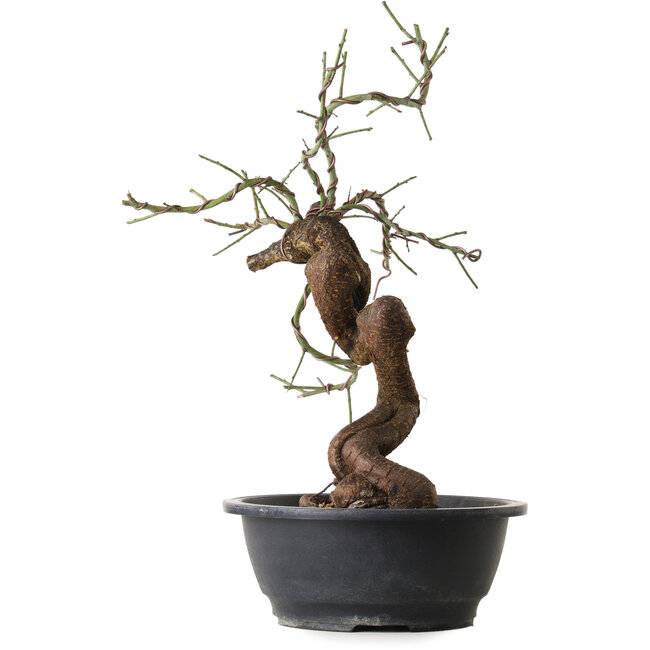 Prunus mume rosado, 43 cm, ± 15 años