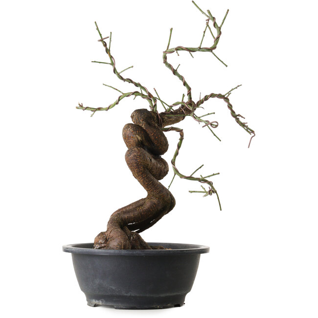 Prunus mume rosado, 43 cm, ± 15 años