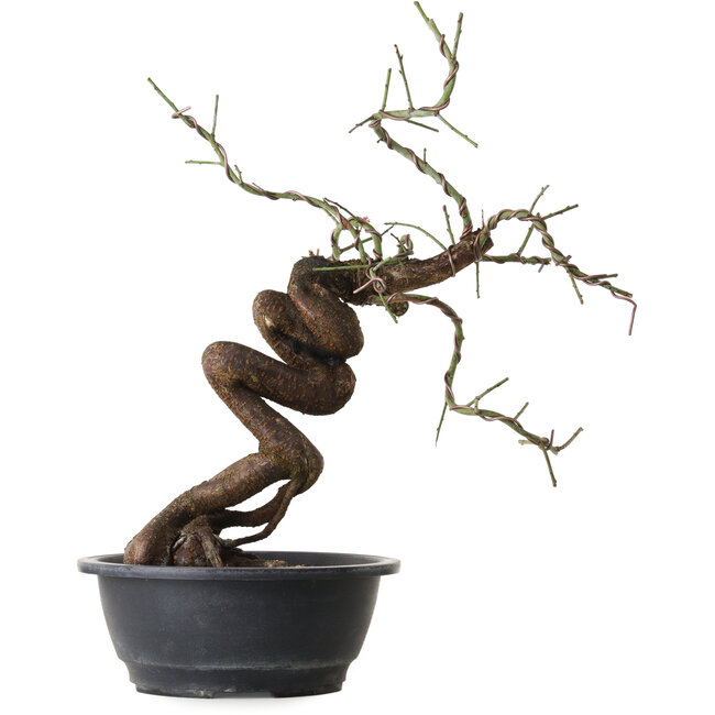 Prunus mume rosado, 43 cm, ± 15 años