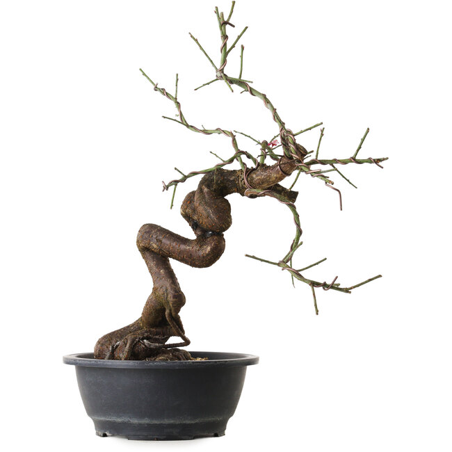 Prunus mume rosado, 43 cm, ± 15 años