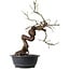 Prunus mume pink, 43 cm, ± 15 years old