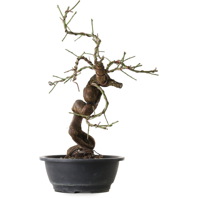 Prunus mume pink, 43 cm, ± 15 years old