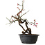 Prunus mume pink, 37 cm, ± 15 Jahre alt