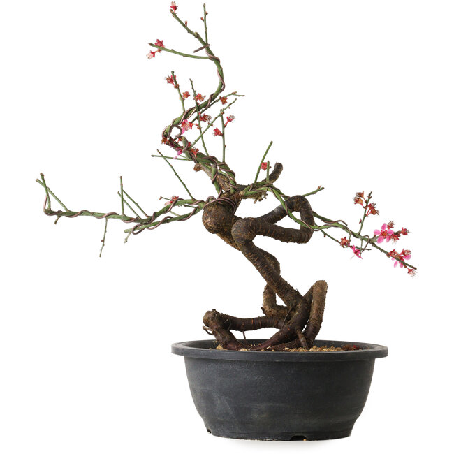 Prunus mume pink, 37 cm, ± 15 Jahre alt
